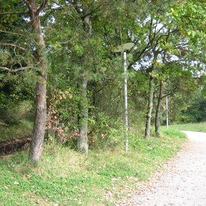 Baumhecke